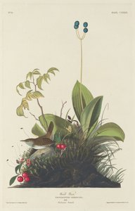 Boswinterkoning, 1833