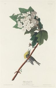 Geelkeelvireo, 1831 door Robert Havell