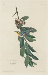 Geelkeelzanger, 1830 door Robert Havell