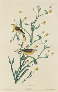 Gele Roodkeelzanger, 1832