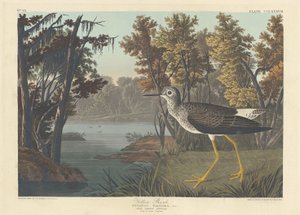 Gele poot, 1836 door Robert Havell