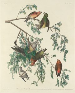 Amerikaanse Kruisbek door Robert Havell after John James Audubon