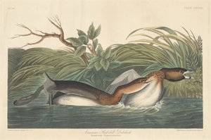 Amerikaanse Pied-Bill Dobchick door Robert Havell after John James Audubon