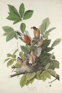 Amerikaanse roodborst door Robert Havell after John James Audubon