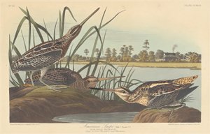 Amerikaanse snip door Robert Havell after John James Audubon