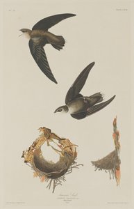 Amerikaanse Gierzwaluw door Robert Havell after John James Audubon