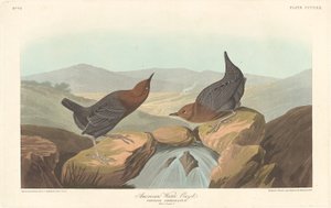 Amerikaanse Water Ouzel