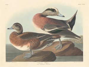 Amerikaanse smient door Robert Havell after John James Audubon