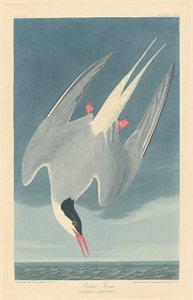 Noordse Stern door Robert Havell after John James Audubon