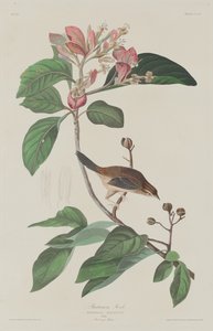 Bachmans Vink door Robert Havell after John James Audubon