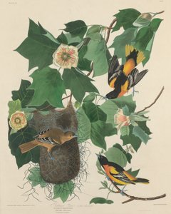 Baltimore Troepiaal door Robert Havell after John James Audubon
