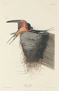 Boerenzwaluw
