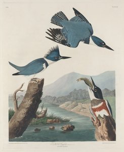 Gordelijsvogel