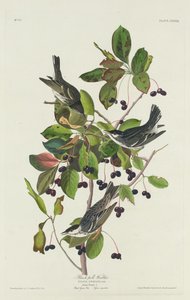 Zwartpoelzanger door Robert Havell after John James Audubon