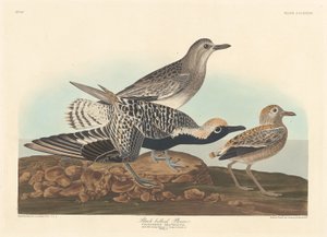 Zwartbuikplevier door Robert Havell after John James Audubon