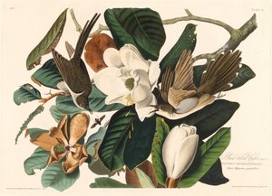 Zwartbekkoekoek door Robert Havell after John James Audubon