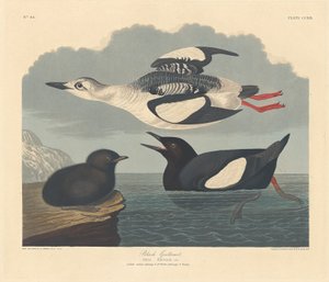 Zwarte Zeekoet door Robert Havell after John James Audubon