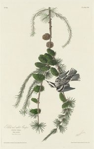 Zwart-witte Kruiper