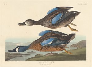 Blauwgevleugelde Taling door Robert Havell after John James Audubon