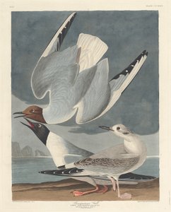 Bonapartische Meeuw door Robert Havell after John James Audubon