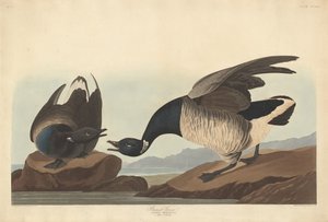Rotgans door Robert Havell after John James Audubon