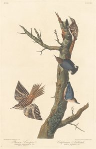 Bruine Boomkruiper en Californische Boomklever door Robert Havell after John James Audubon