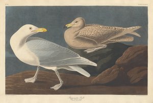 Burgemeester Gull door Robert Havell after John James Audubon