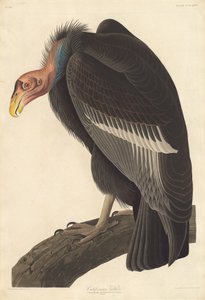 Californische gier door Robert Havell after John James Audubon