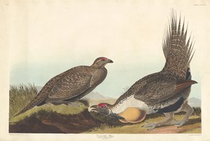 Hoender van de Vlakten door Robert Havell after John James Audubon