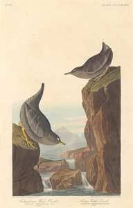 Columbiaanse Water Ouzel en Arctische Water Ouzel