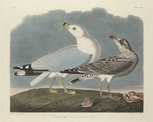 Zilvermeeuw