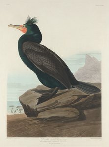 Dubbelkuif aalscholver door Robert Havell after John James Audubon
