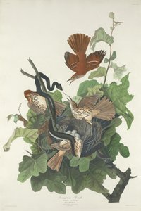 Roodborstlijster door Robert Havell after John James Audubon