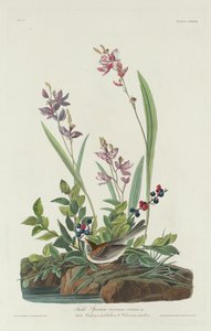 Veldmus door Robert Havell after John James Audubon
