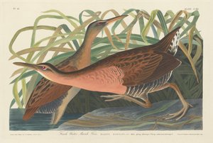 Zoetwatermoeras Hen door Robert Havell after John James Audubon