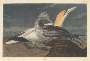 Jan-van-gent door Robert Havell after John James Audubon