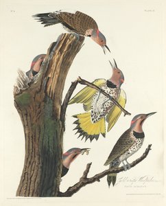 Goudvleugelige specht door Robert Havell after John James Audubon
