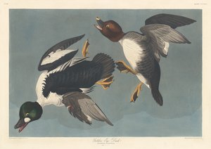 Brilduiker door Robert Havell after John James Audubon