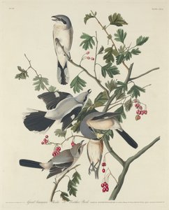Grote Amerikaanse Klauwier of Slagersvogel