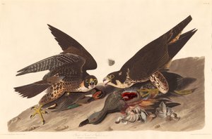 Grote Voetvalk door Robert Havell after John James Audubon