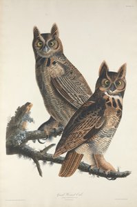 Grote Gehoornde Uil