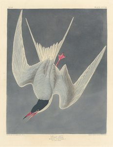 Grote Stern door Robert Havell after John James Audubon