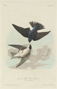 Groen-blauwe of Witbuikzwaluw door Robert Havell after John James Audubon