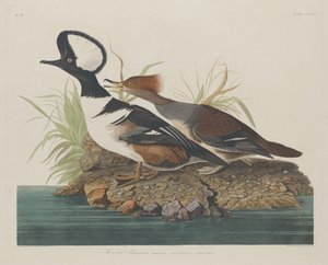 Kaphoofd Merganser
