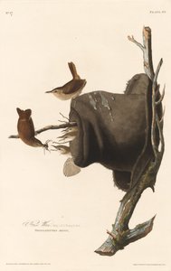 Huiswinterkoning door Robert Havell after John James Audubon