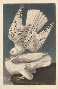 IJslandse of Jer Valk door Robert Havell after John James Audubon