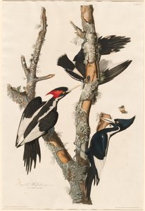 Ivory-billed specht door Robert Havell after John James Audubon