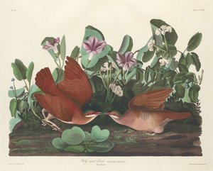 Key-west duif door Robert Havell after John James Audubon