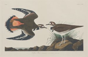Kildeer Plevier door Robert Havell after John James Audubon