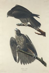Labradorvalk door Robert Havell after John James Audubon